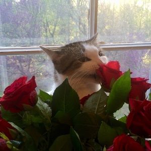 Meet your Posher, Karen